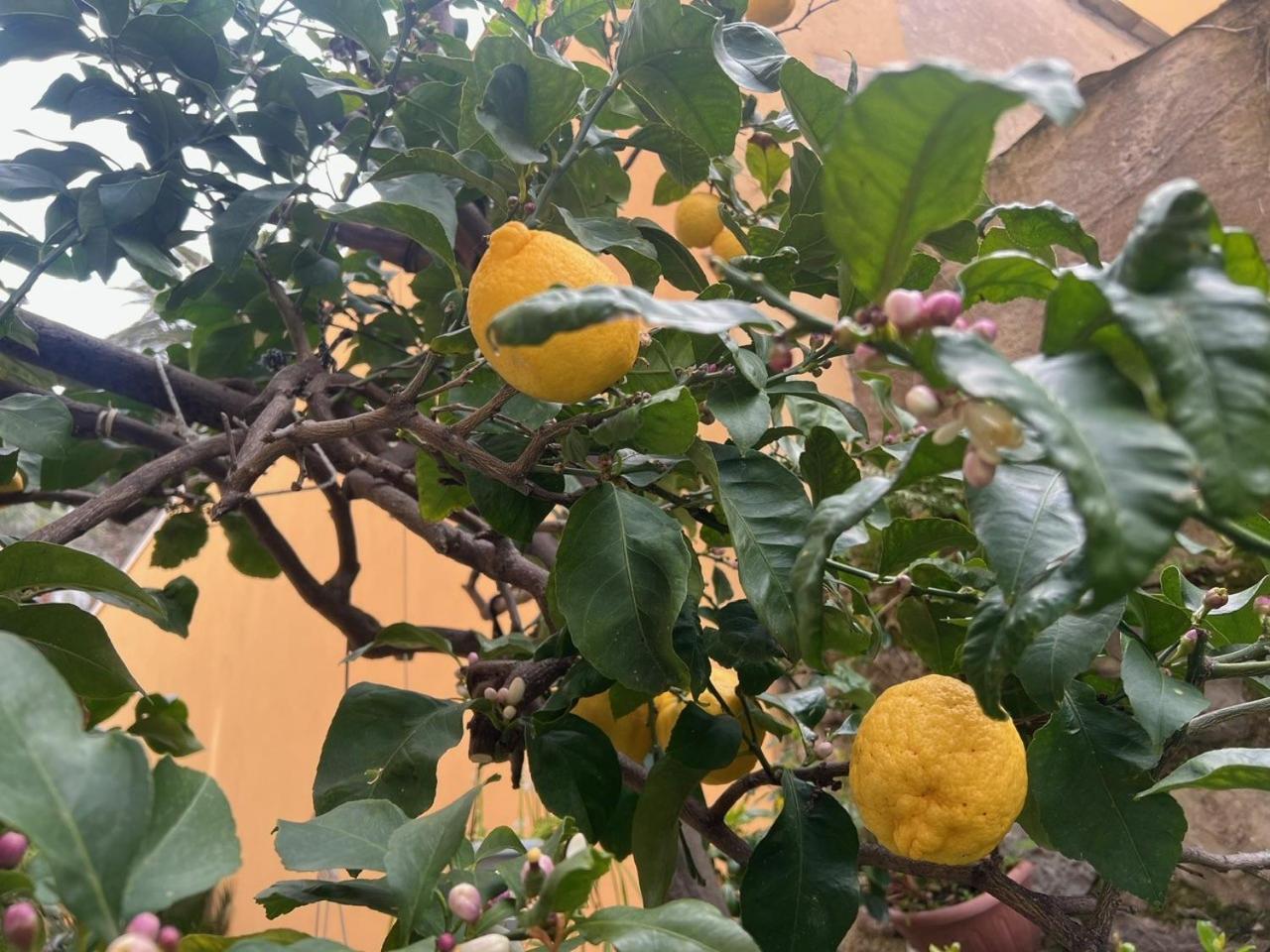 Appartamento Vicino Al Mare مونيلّي المظهر الخارجي الصورة